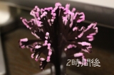 口コミ：家の中でお花見ができちゃう「マジック桜」の画像（7枚目）