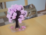 口コミ記事「〈モニター〉マジック桜で猫とお花見気分♪」の画像