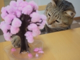 口コミ：〈モニター〉マジック桜で猫とお花見気分♪の画像（1枚目）