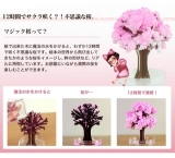 口コミ：マジック桜　モニターの画像（3枚目）
