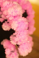 口コミ：12時間で咲く不思議な桜！　〜Magic 桜〜の画像（3枚目）