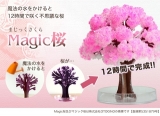 口コミ記事「マジック桜モニター」の画像
