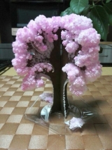 口コミ：12時間で咲く不思議な桜！　〜Magic 桜〜の画像（2枚目）