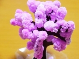 口コミ：お部屋で桜が満開！お花見♪マジック桜 Made in Japanの画像（1枚目）