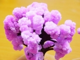 口コミ：お部屋で桜が満開！お花見♪マジック桜 Made in Japanの画像（2枚目）