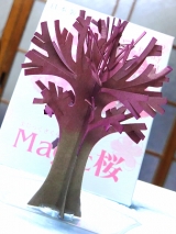 口コミ：12時間で咲く☆室内で育てるサクラ【Magic桜】の画像（4枚目）