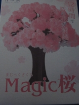 口コミ記事「桜が咲いた」の画像