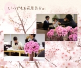 口コミ：12時間で本物の桜のよう＆出産や結婚のお祝いにも♡マジック桜 Made in Japanの画像（13枚目）