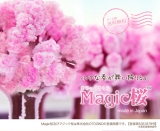 口コミ：12時間で本物の桜のよう＆出産や結婚のお祝いにも♡マジック桜 Made in Japanの画像（18枚目）