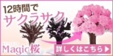 口コミ：12時間で咲く不思議な商品♡Magic桜の画像（1枚目）