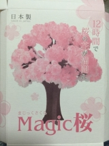 口コミ記事「桜の花U^ェ^U」の画像
