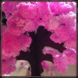 口コミ：12時間で咲く不思議な商品♡Magic桜の画像（3枚目）