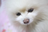 口コミ記事「涙やけパウダーエンジェルズアイズナチュラル（犬猫用）モニター２ヶ月目」の画像