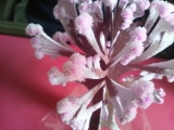 口コミ：ピンクの可愛ぃ花が咲く(●^o^●)マジック桜☆の画像（7枚目）