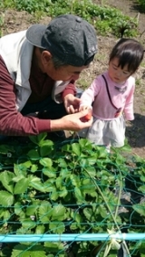 口コミ：GW帰省中♡近所の畑でいちご狩り＆塩むすびで田舎満喫の巻の画像（5枚目）