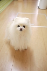 口コミ：【リンレイ】ペット用　室内犬のための『滑り止め床用コーティング剤』の画像（4枚目）