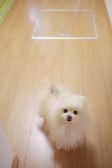口コミ：【リンレイ】ペット用　室内犬のための『滑り止め床用コーティング剤』の画像（2枚目）
