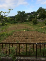 口コミ記事「キュウリを植えました！→理想の野菜栽培用の土を作るサプリメント【楽育彩園すくすく土のサプリ3」の画像