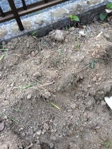 口コミ：キュウリを植えました！→理想の野菜栽培用の土を作るサプリメント【楽育彩園 すくすく土のサプリ　3の画像（5枚目）