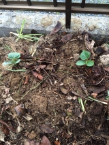 口コミ：キュウリを植えました！→理想の野菜栽培用の土を作るサプリメント【楽育彩園 すくすく土のサプリ　3の画像（3枚目）