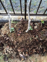 口コミ：キュウリを植えました！→理想の野菜栽培用の土を作るサプリメント【楽育彩園 すくすく土のサプリ　3の画像（2枚目）