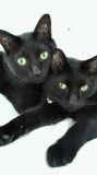 「我が家の猫達」の画像