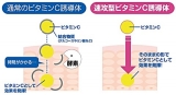 口コミ：透明白肌から化粧水が新登場！の画像（5枚目）