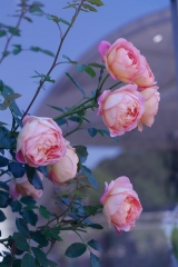 口コミ：薔薇の香り広がる　無糖ローズティーの画像（9枚目）