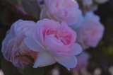 口コミ：薔薇の香り広がる　無糖ローズティーの画像（12枚目）