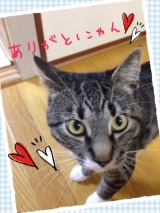 口コミ：
  ☆猫 ごはん☆
の画像（3枚目）