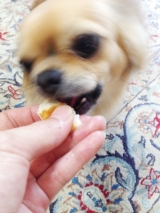 口コミ：コジマホームメイドシリーズ 北海道産ペットのこだわりパン♡おやつ中♡の画像（1枚目）