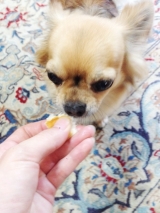 口コミ：コジマホームメイドシリーズ 北海道産ペットのこだわりパン♡おやつ中♡の画像（2枚目）