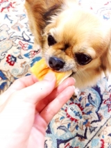 口コミ：コジマホームメイドシリーズ 北海道産ペットのこだわりパン♡おやつ中♡の画像（3枚目）