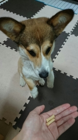 口コミ：愛犬に笑顔を☆コジマホームメイドシリーズの画像（7枚目）