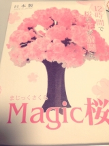 口コミ：マジック桜の画像（1枚目）