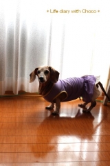 口コミ：【リンレイ】ペット用　室内犬のための『滑り止め床用コーティング剤』の画像（3枚目）