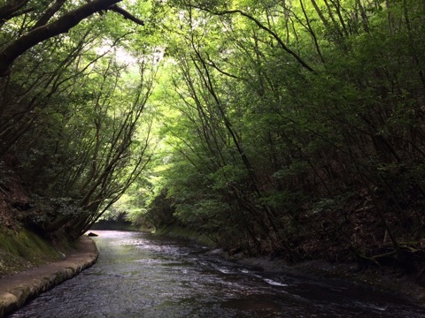 口コミ：別府旅行 IN 岳切渓谷 / うな次郎の画像（6枚目）