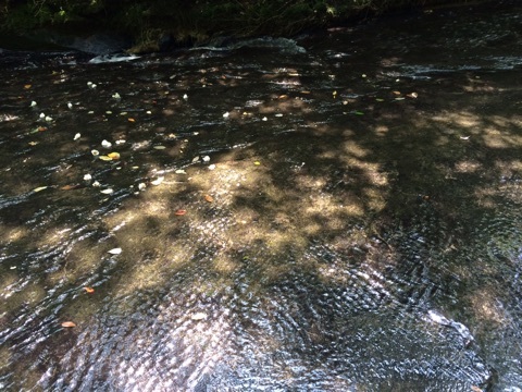 口コミ：別府旅行 IN 岳切渓谷 / うな次郎の画像（4枚目）