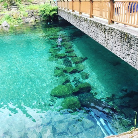 口コミ：竹中池そうめん流し・ヘラスリムの画像（5枚目）