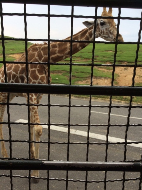 口コミ：別府旅行 IN アフリカンサファリの画像（11枚目）