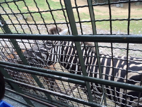 口コミ：別府旅行 IN アフリカンサファリの画像（8枚目）