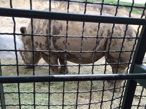 口コミ：別府旅行 IN アフリカンサファリの画像（9枚目）