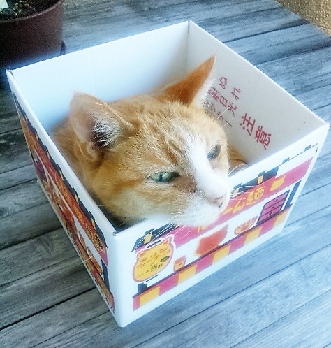口コミ：【フェリシモ猫部】第1弾おうちで試食会！　猫好き用ラーメン　にゃーん麺の画像（9枚目）