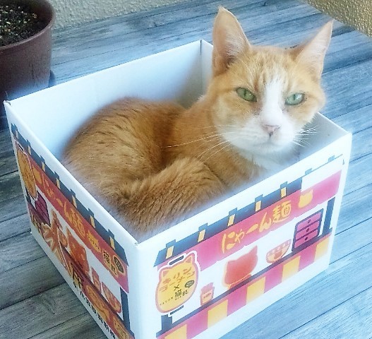 口コミ：【フェリシモ猫部】第1弾おうちで試食会！　猫好き用ラーメン　にゃーん麺の画像（10枚目）
