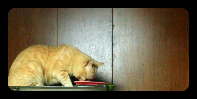 口コミ：モニプラ当選品　アイムス成猫用インドアキャットまぐろ味の画像（4枚目）
