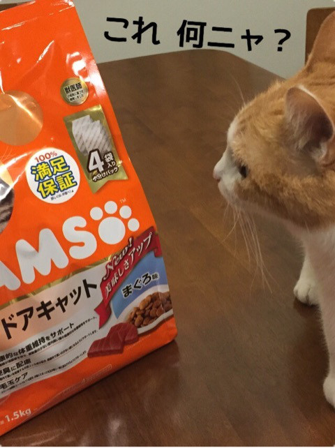 口コミ：IAMS成猫用インドアキャットまぐろ味の画像（2枚目）