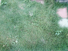 口コミ：
  芝生のお手入れにはコレ【イデコンポガーデンEV　3kg】　2
の画像（9枚目）