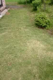 口コミ：
  芝生のお手入れにはコレ【イデコンポガーデンEV　3kg】　2
の画像（4枚目）