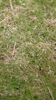 口コミ：
  芝生のお手入れにはコレ【イデコンポガーデンEV　3kg】　2
の画像（3枚目）
