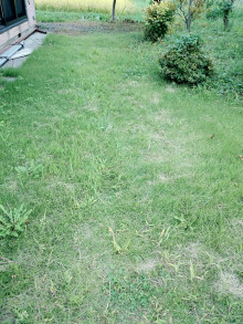 口コミ：
  芝生のお手入れにはコレ【イデコンポガーデンEV　3kg】　2
の画像（5枚目）